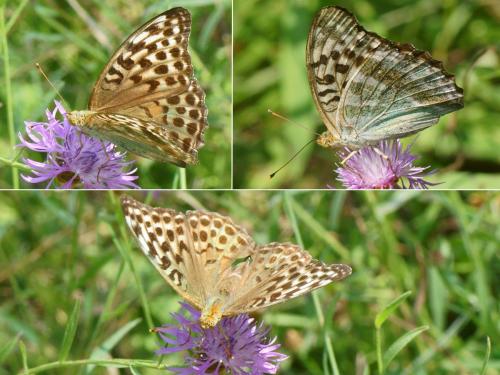 Réf. 213 737 : Argynnis paphia